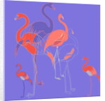 Flamingoes by Anna Platts