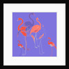 Flamingoes by Anna Platts
