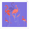 Flamingoes by Anna Platts