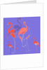 Flamingoes by Anna Platts