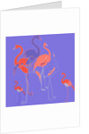 Flamingoes by Anna Platts