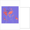 Flamingoes by Anna Platts
