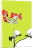 Geranium by Anna Platts