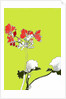 Geranium by Anna Platts