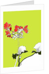 Geranium by Anna Platts