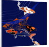 Koi by Anna Platts
