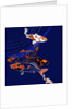 Koi by Anna Platts