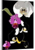 Orchid by Anna Platts