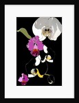 Orchid by Anna Platts