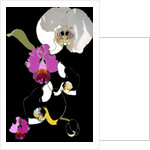 Orchid by Anna Platts