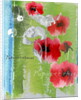 Poppy by Anna Platts