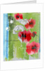 Poppy by Anna Platts