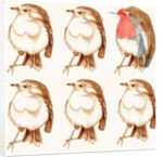 Robin by Anna Platts