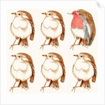 Robin by Anna Platts