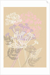 Cow Parsley, 2013 by Anna Platts