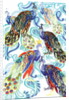 Paisley Peacock, 2013 by Anna Platts