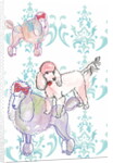 Poodles, 2013 by Anna Platts