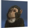 Andy Monkey, 2017 by Peter Jones