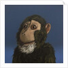 Andy Monkey, 2017 by Peter Jones