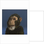 Andy Monkey, 2017 by Peter Jones