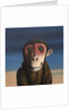 Fergus Monkey, 2017 by Peter Jones