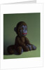 Brown Monkey on Green, 2016 by Peter Jones