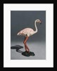 Pink Flamingo, 2014 by Peter Jones