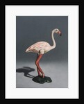Pink Flamingo, 2014 by Peter Jones
