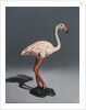 Pink Flamingo, 2014 by Peter Jones