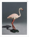 Pink Flamingo, 2014 by Peter Jones