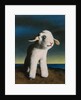Lamb, 2009 by Peter Jones