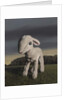 Lamb, 2009 by Peter Jones