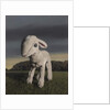 Lamb, 2009 by Peter Jones