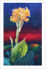 Yellow Canna Lily, 1991 by Frances Ferdinands