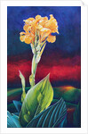 Yellow Canna Lily, 1991 by Frances Ferdinands
