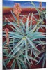 Aloe, 1991 by Frances Ferdinands