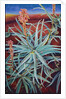 Aloe, 1991 by Frances Ferdinands