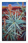 Aloe, 1991 by Frances Ferdinands