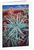 Aloe, 1991 by Frances Ferdinands