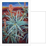 Aloe, 1991 by Frances Ferdinands