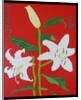 White lily on a red background no.2, 2008 by Timothy Nathan Joel