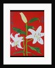 White lily on a red background no.2, 2008 by Timothy Nathan Joel