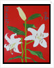 White lily on a red background no.2, 2008 by Timothy Nathan Joel