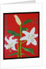 White lily on a red background no.2, 2008 by Timothy Nathan Joel