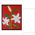 White lily on a red background no.2, 2008 by Timothy Nathan Joel