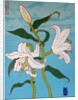 White lily on a blue background, 2010 by Timothy Nathan Joel