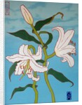 White lily on a blue background, 2010 by Timothy Nathan Joel