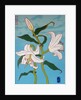 White lily on a blue background, 2010 by Timothy Nathan Joel