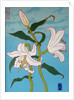 White lily on a blue background, 2010 by Timothy Nathan Joel