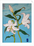 White lily on a blue background, 2010 by Timothy Nathan Joel